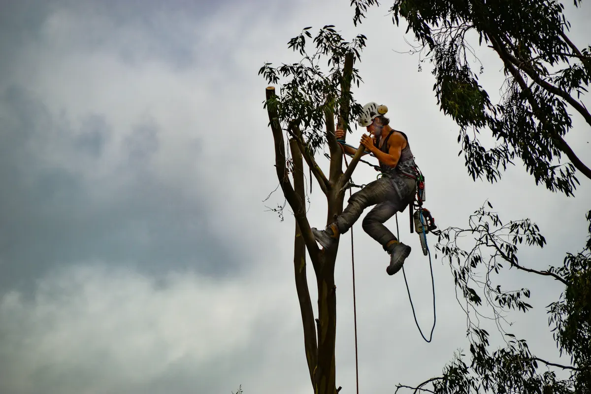 Arborist harnessed high in a tree with a chainsaw, cloudy sky behind